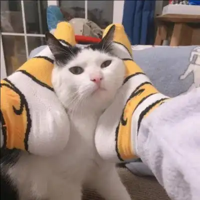 可爱的猫咪头像最新可爱猫咪头像高清 可爱的猫咪头像最新可爱猫咪头像高清