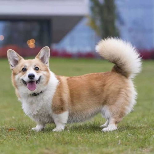  柯基犬被断尾的背后,是人类自私的虚荣心