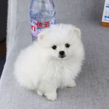  标题在杭州能买到博美犬吗纯种博美幼犬多少钱杭州买到博美犬吗