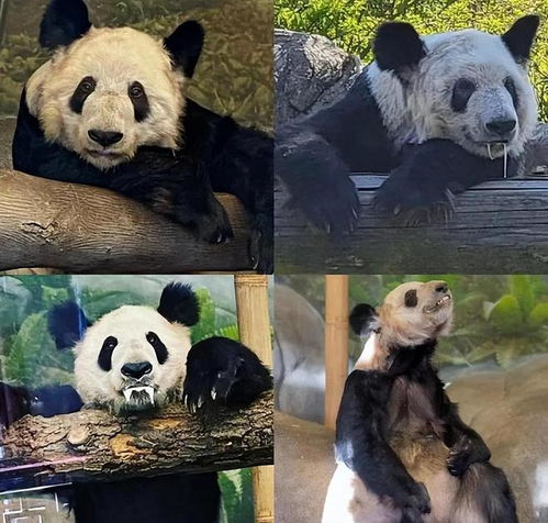  旅美大熊猫乐乐客死他乡,丫丫瘦骨嶙峋,它们到底经历了什么