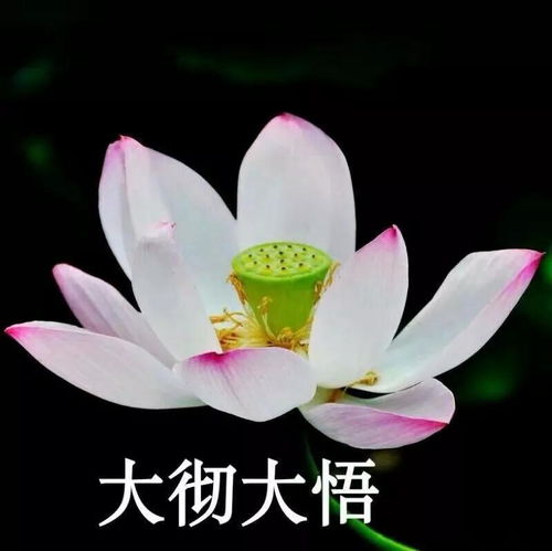  有什么适合和家里人一起用的头像