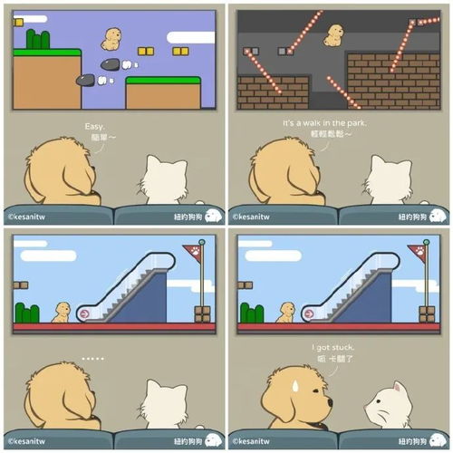  猫猫和狗狗,友情小偷来了治愈一天好心情