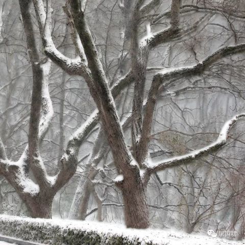  暴雪不要催了他们没有停