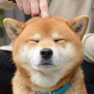 搞怪柴犬头像