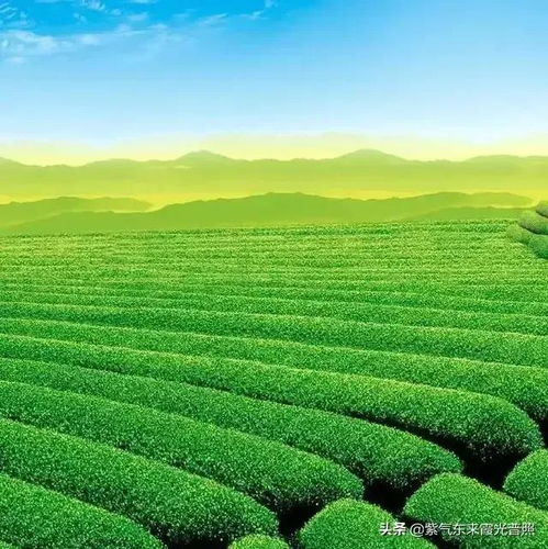 高山流水的头像风景画pp