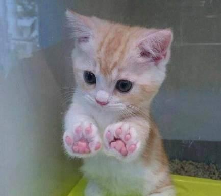  宠物店里有猫咪有狗狗,个个萌死人,但最后那只除外