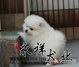  永祥狗场哪里有狗场出售博美广州博美一只多少钱图片广州宠物