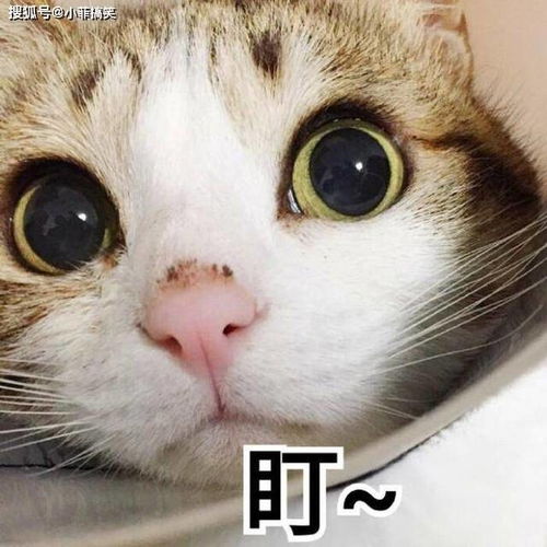  搞笑gif段子哥们消消火,咱不跟它们一样