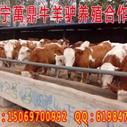  肉驴价格改良肉驴肉驴价格改良肉驴价格肉驴价格改良肉驴厂家