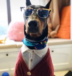  猛犬穿衣服,秒变萌犬,这些狗狗穿衣服,真的太帅了腾讯新闻