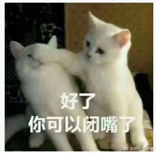  推文二哈和他的白猫师尊