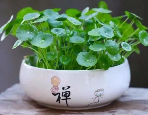 7种招财花,家里养一盆,财源广进好运连连