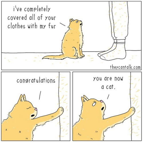 头像猫狗漫画猫语者