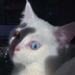  别像猫一样在风雨里遇到一点温暖就把那当家