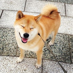 小柴犬微信头像