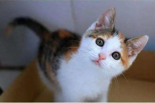  猫咪选美大赛,最后竟是它加冕最美喵星人