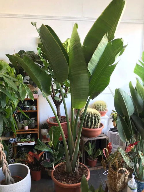  养花避坑指南,这5种大型的盆栽网红植物别乱入手