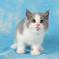  呆萌英短猫头像高清图片微信头像图片大全