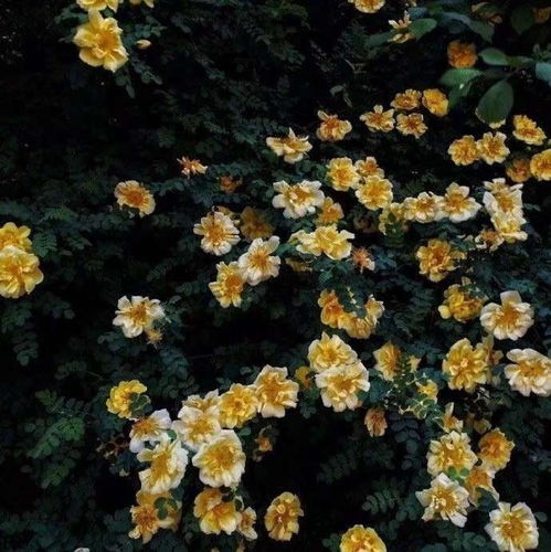  和我一起去看花吧