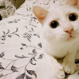  猫石对话一周运7.77.13