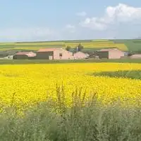  油菜花微信人物头像图片微信头像图片大全