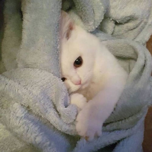 可爱小孩头像无水印猫捉