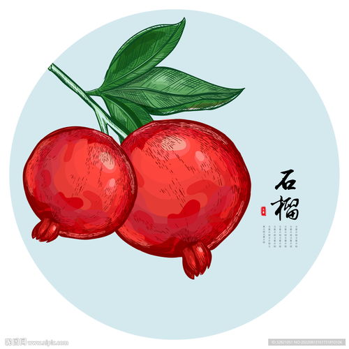  石榴手绘设计图