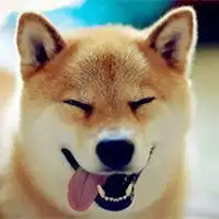  柴犬头像可爱图片微信头像图片大全