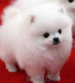  虫虫的分类