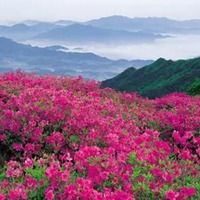  好看的杜鹃花微信头像最美唯美杜鹃花头像