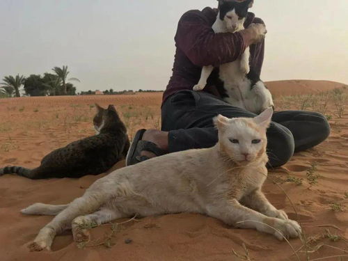  那些搬到沙漠的猫咪最后都怎么样了