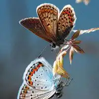  唯美蝴蝶头像,黑色,彩色,蓝色蝴蝶蝴蝶头像图片