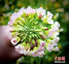  四川彩色油菜花次第开放仙女图案吸睛