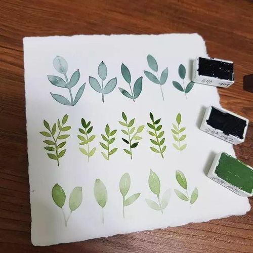  小清新植物水彩对新手非常友好简单好画但效果却很出色