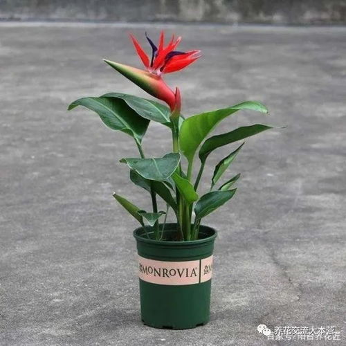  进入秋冬季,就养这3种花,好看又好养,而且还能净化空气