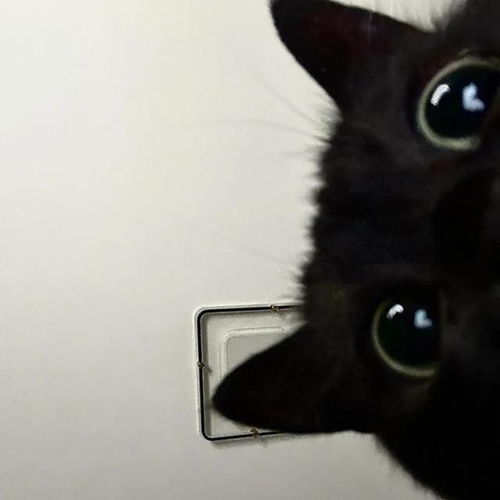  wechat搞怪猫咪头像