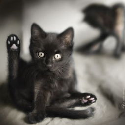  猫儿黑暗之中我是我