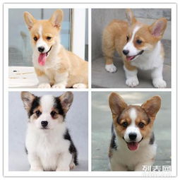  短脚威尔士柯基犬聪明镇定忠诚友爱健康纯种保证