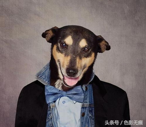  你能不笑穿衣服的狗狗太逆天,狗模人样真可爱