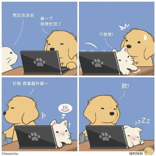  猫猫和狗狗,友情小偷来了治愈一天好心情