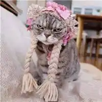  抖音最火的社会猫图片高清抖音社会猫霸气头像