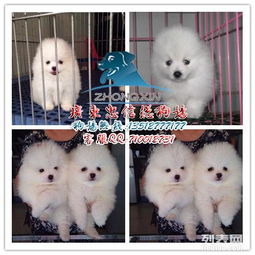  图精品球球博美犬广东最大养殖场是您购犬的最佳选择广州宠物狗