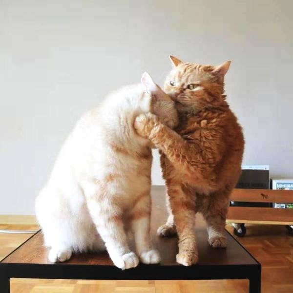 哥妹头像猫咪