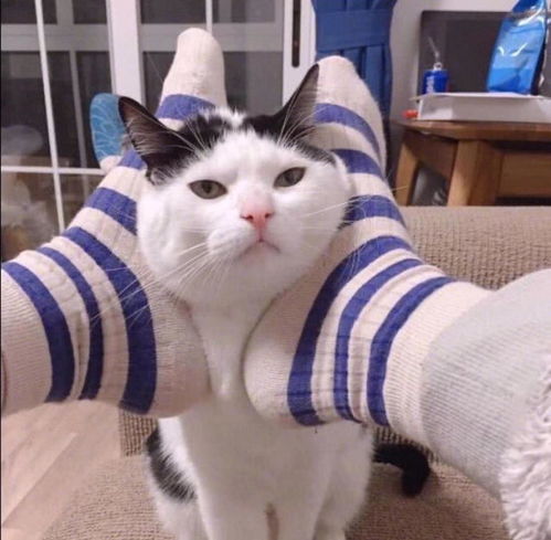 手机头像图片可爱微信猫