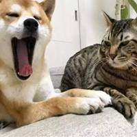  柴犬和瓜皮猫情侣头像微信头像图片大全