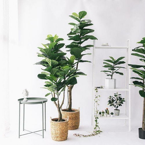  4种绿植摆在家中,瞬间让格调提升好几个档次