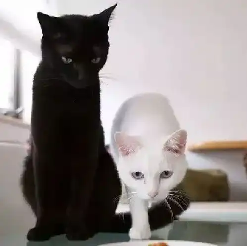 黑猫白猫梦 黑猫白猫梦