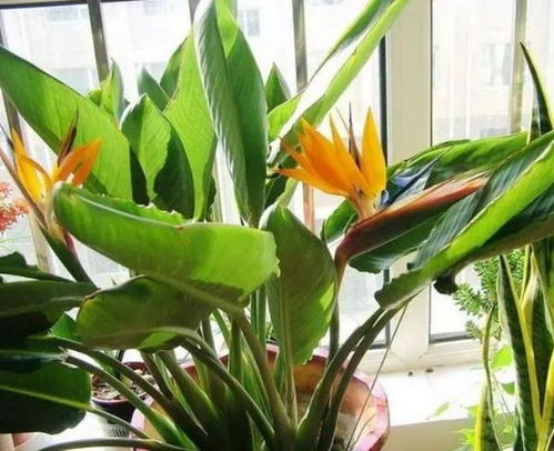  4种花最适合养客厅,迎好运添福气,牛年好事连连