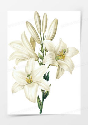  百合花图像微信头像大全