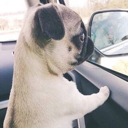 孙红雷同款狗的头像恶犬